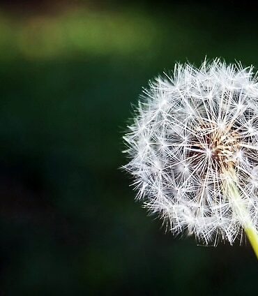 Plakater som gave: Ideer til den perfekte gave til alle anledninger