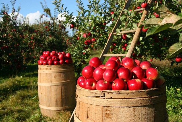 Sundhedsmæssige fordele ved at dyrke æbler i æblekasser