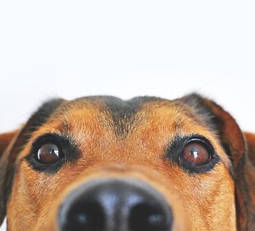 Pakkekalender til kæledyr: Forkæl din firbenede ven i julen