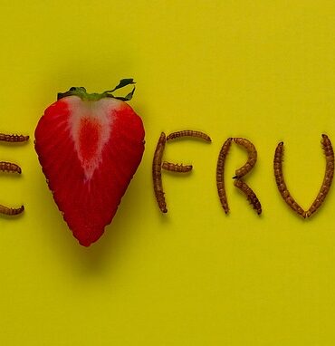 Undgå madspild: Sådan organiserer du dit køleskab effektivt