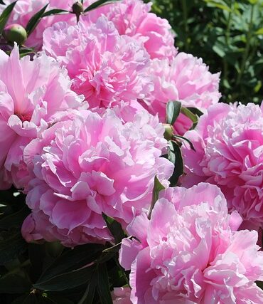 De smukkeste bonderoser til din have: Vælg de rette sorter