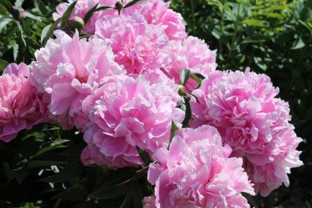 De smukkeste bonderoser til din have: Vælg de rette sorter