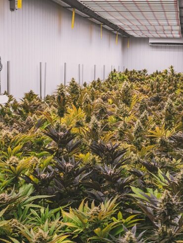 Cannabisdråber: Hvordan de kan hjælpe med at forbedre dit humør og velvære