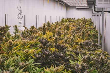 Cannabisdråber: Hvordan de kan hjælpe med at forbedre dit humør og velvære