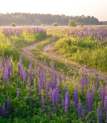Natur og kultur: Oplev kolding gennem grønne og historiske ruter