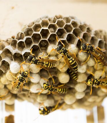 Naturlige alternativer til hvepsefælder - Sådan holder du hvepsene væk uden kemikalier