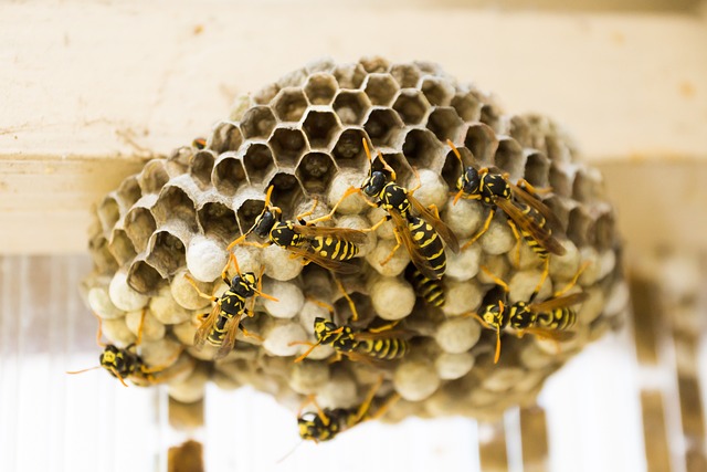 Naturlige alternativer til hvepsefælder - Sådan holder du hvepsene væk uden kemikalier