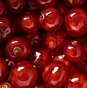 Madlavning som kunst: Mød Danmarks mest innovative og kreative kokke