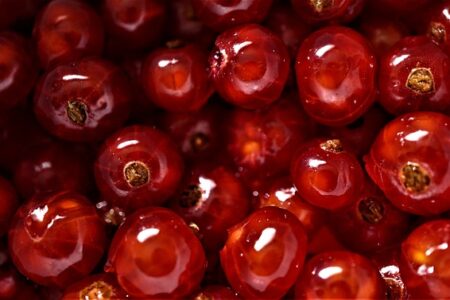 Madlavning som kunst: Mød Danmarks mest innovative og kreative kokke