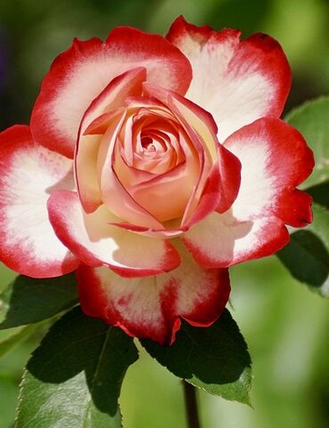 Hjertetræ: Den mystiske plante med helbredende kræfter