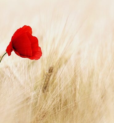 Lindetræets blomster: En duftende og beroligende oplevelse for krop og sind