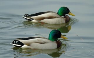 Fra tomt felt til fuldt krydsord: Trin-for-trin guide til succes