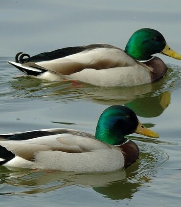 Fra tomt felt til fuldt krydsord: Trin-for-trin guide til succes