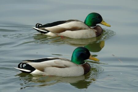 Fra tomt felt til fuldt krydsord: Trin-for-trin guide til succes