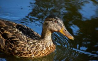 Sådan knækker du krydsordets kode: Tips og tricks til begyndere