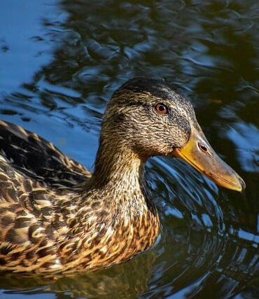 Sådan knækker du krydsordets kode: Tips og tricks til begyndere