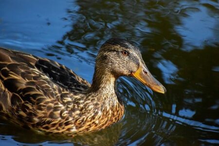 Sådan knækker du krydsordets kode: Tips og tricks til begyndere