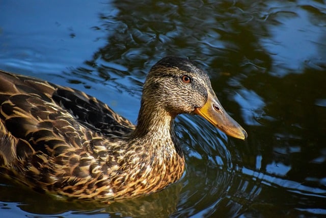 Sådan knækker du krydsordets kode: Tips og tricks til begyndere