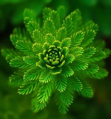 Monstera fra Laforma: Et grønt statement i ethvert rum