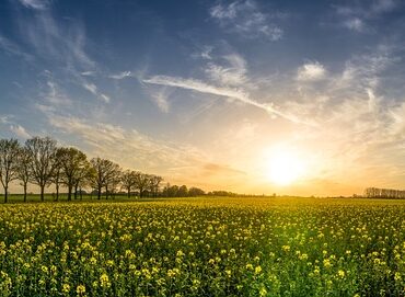 Kirsebærlaurbær: En naturlig løsning på luftforurening og støj