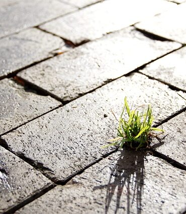 Oliventræets rolle i bæredygtig landbrugspraksis