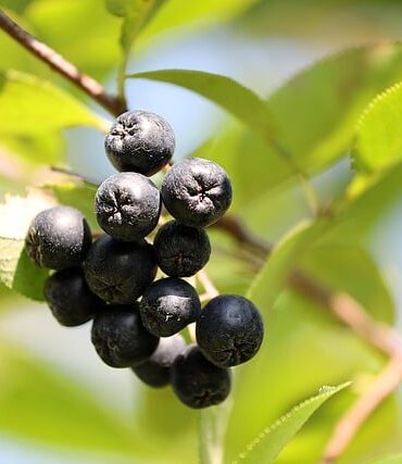 Økologisk dyrkning af aronia – tips og tricks