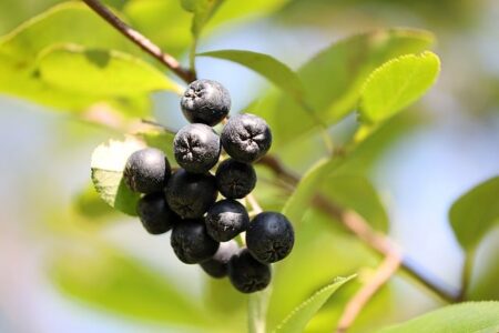 Økologisk dyrkning af aronia – tips og tricks
