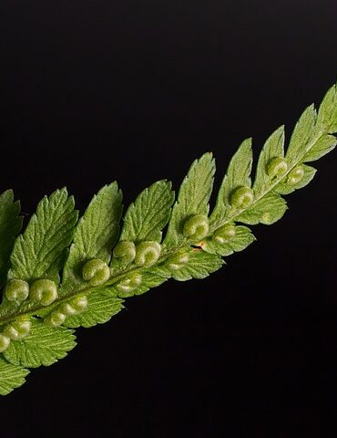 Bregne fra Kosta Boda: En oase af elegance og æstetik