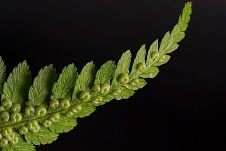 Bregne fra Kosta Boda: En oase af elegance og æstetik