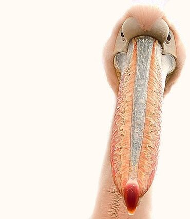 Neglelakfjernerens hemmelige superkræfter du ikke vidste om