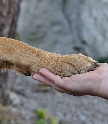 DIY: Lav dine egne dekorative potter til hjemmet