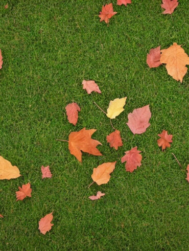 Hvordan undgår du at skade din have med løvblæseren?