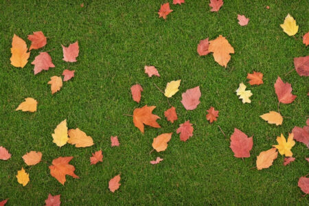 Hvordan undgår du at skade din have med løvblæseren?