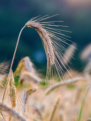 Korntransport til søs: Muligheder og udfordringer ved skibstransport